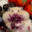 Nibbles