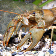Crawdad