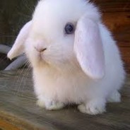 Fluffy - steam id 76561197960758959