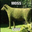 Mosscow