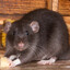 Rat