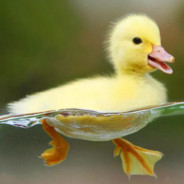 不会游泳的鸭子