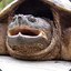 [Turtle Peep] Rockdard