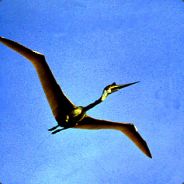 PTERODAKTYL