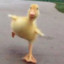 UsingDuck