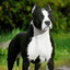 Pitbull Americano