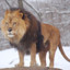 Lion$ Kajtus