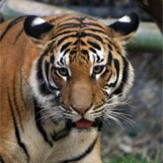 patiwacko - steam id 76561197961461878