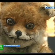 ๋ - steam id 76561198406237173