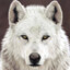 canis lupus