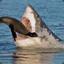 Shark Eats Dolphin
