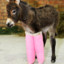 Disabled Donkey