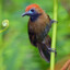 fluffy-backed tit-babbler