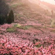 哈哩噜楸楸哈吖吖