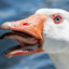 Goose