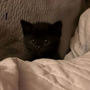 Kitty