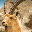 BatisseIbex