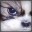 TheXev