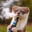 IVapeWeasel