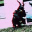 LiL Norbi XrD