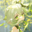 litchi