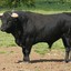 ELTORO