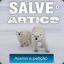 Salve O Artico  !!