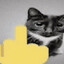 i like looking at cats