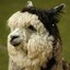 Llama