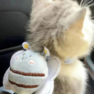 兔崽子跑不掉了