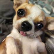 Chiwita Cute - steam id 76561197960955961