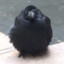 Corvid of Unusual Size