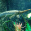 Longnose Gar