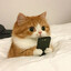 ʚ 猫猫茶 ɞ