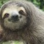 an elderly sloth