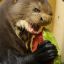 OttersLoveWatermelon