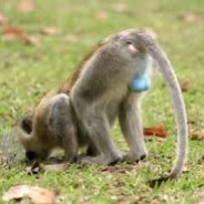 Monkeyballz