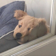 屁是大肠的悲鸣