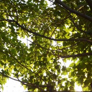 赛博奶妈会爱上电子壮丁吗？