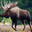 MooseMan