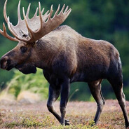 MooseMan