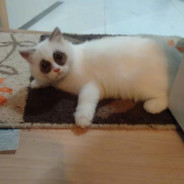 提不起劲的刘医生