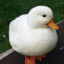 That Duck1