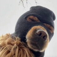 狗熊岭狙击手帅彪