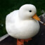 Duck_Dealer