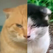 喻文波波爱小甜姜