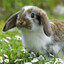 I LOVE BUNNIES