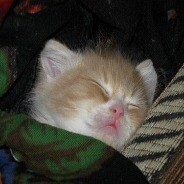 MewMew😺 [⇄] 24/7