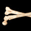 bones