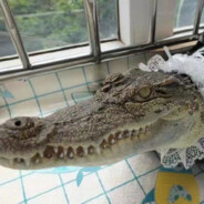 我炒菜无需多盐